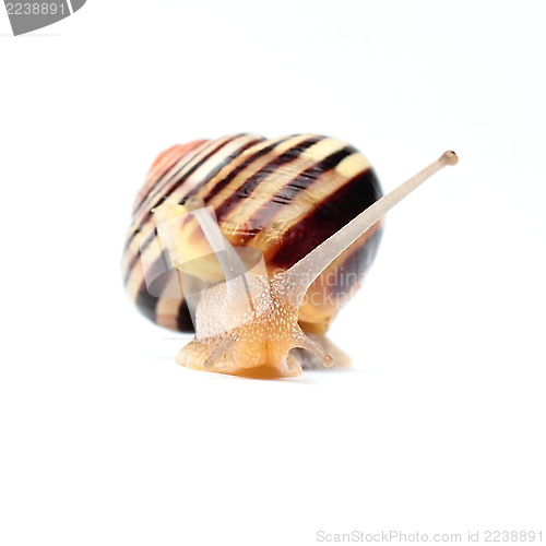 Image of Garden snail