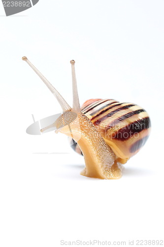 Image of Garden snail