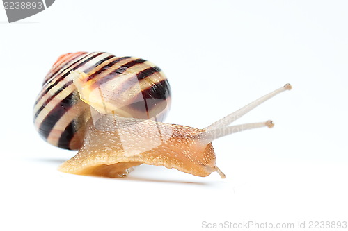 Image of Garden snail