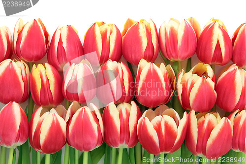 Image of Tulip Flowers