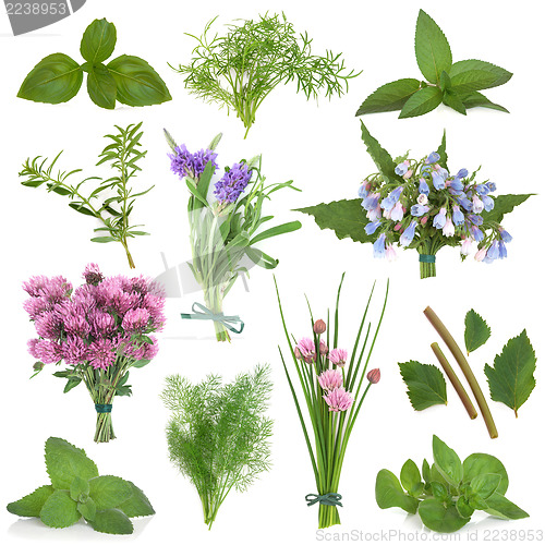 Image of Fresh Herbs