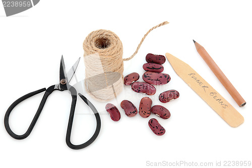 Image of Sowing Runner Bean Seeds