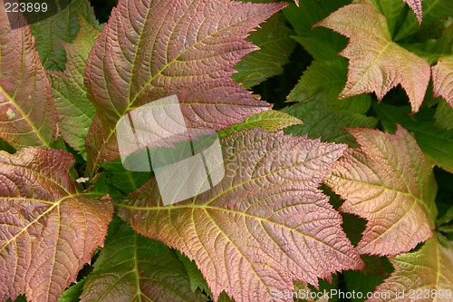 Image of leaf