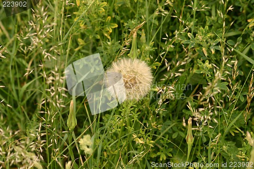 Image of dandelion