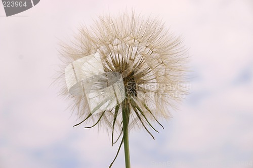 Image of dandelion