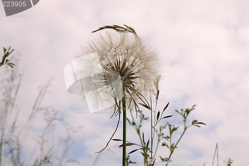 Image of dandelion