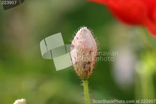 Image of flower