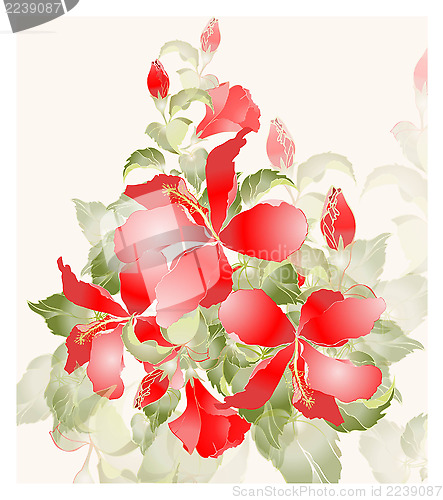 Image of Greeting card with hibiscus. Illustration hibiscus.