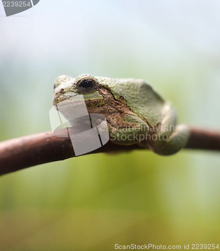 Image of Closeup Green Tree Frog