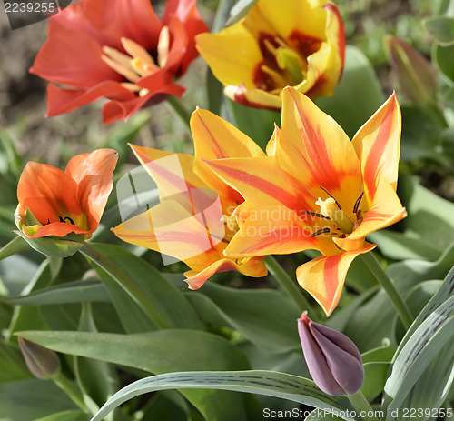 Image of Colorful Tulips