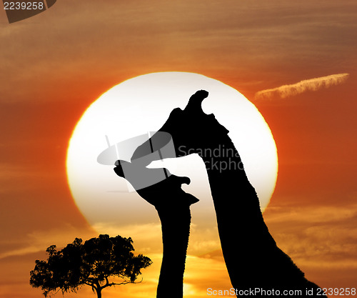 Image of Silhouettes Of Giraffes 