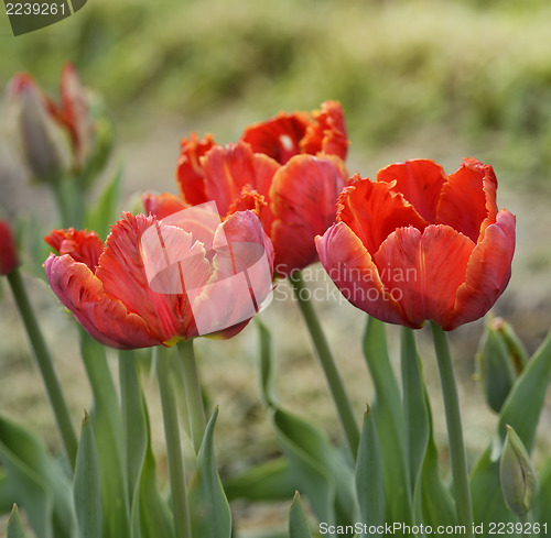 Image of Red Tulips