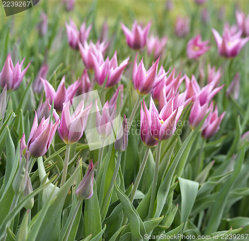 Image of Purple Tulips