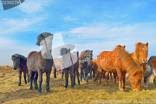 Image of Icelandic horses