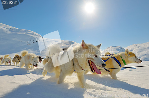 Image of Dog sledging