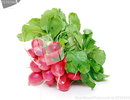 Image of Small garden radish with leaf