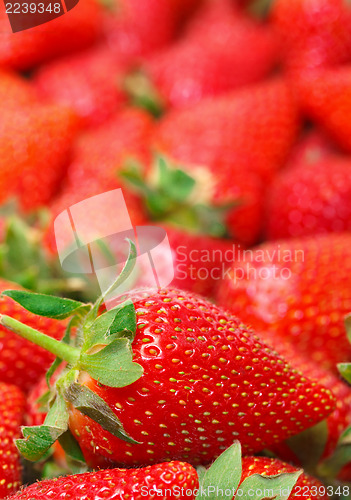 Image of Ripe Red strawberries