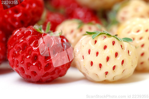 Image of Ripe White and Red Strawberries