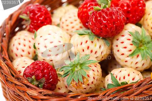 Image of Ripe White and Red Strawberries in basket