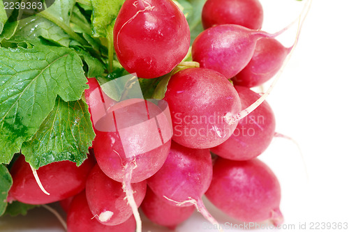 Image of Small garden radish with leaf