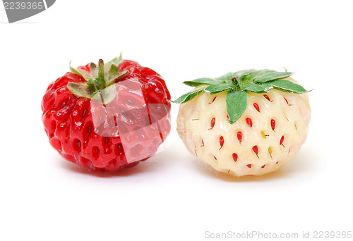 Image of Ripe White and Red Strawberries