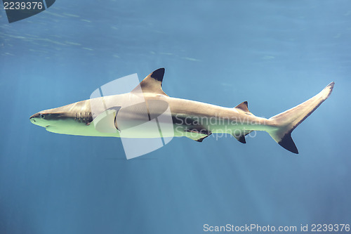Image of Floating shark