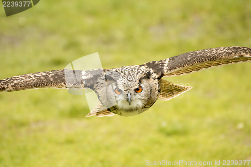 Image of flying eagle owl 