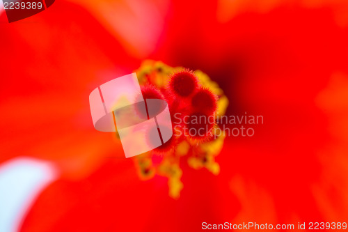 Image of Red hibiscus, macro
