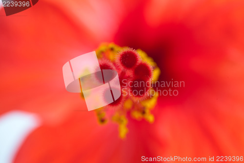 Image of Red hibiscus, macro