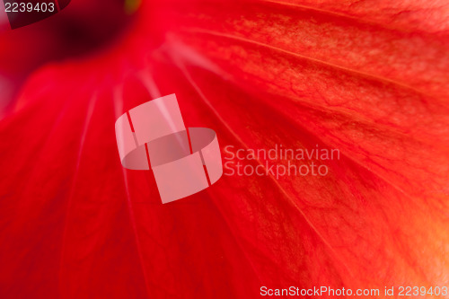 Image of Red hibiscus, close-up