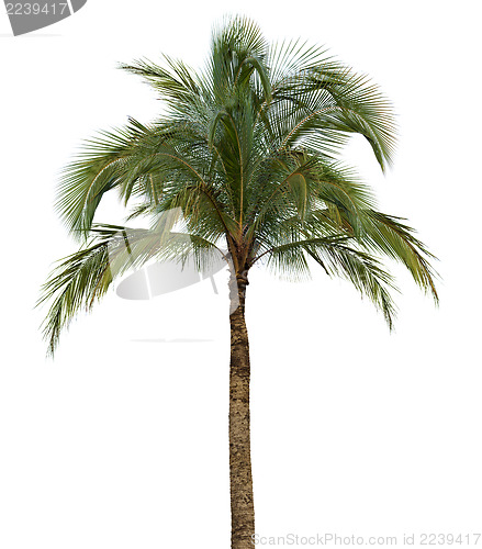 Image of Palm tree on white background