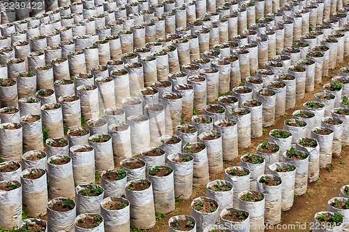 Image of Growing strawberries - unusual way. Indonesia, Bali