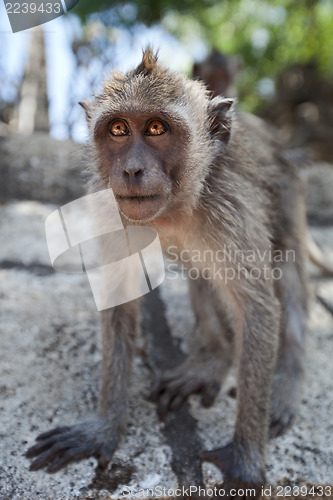 Image of Macaca fascicularis