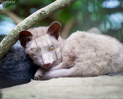 Image of Asian Palm Civet - luwak