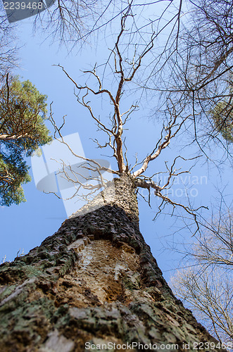 Image of dead oak tree trunk branches forest park blue sky 