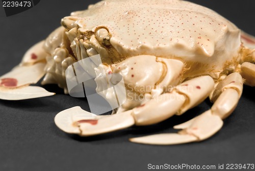 Image of detail of a moon crab