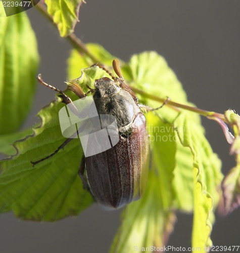 Image of may beetle in green foliage