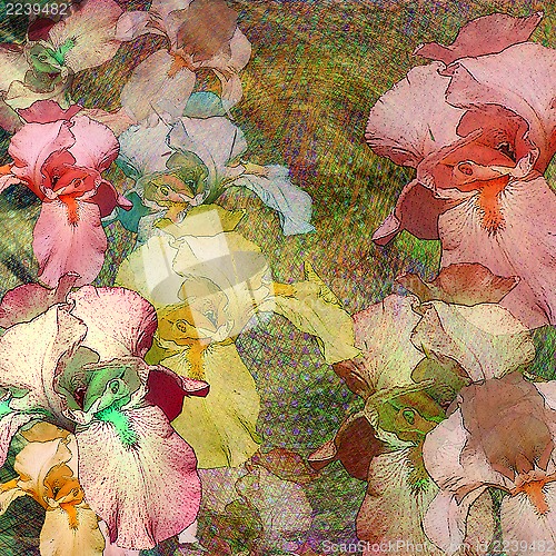 Image of iris, floral background