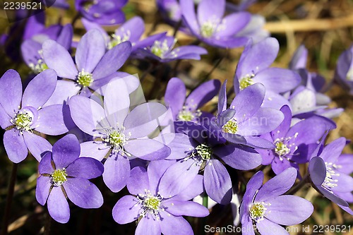 Image of Hepatica Nobilis Flowers at Spring