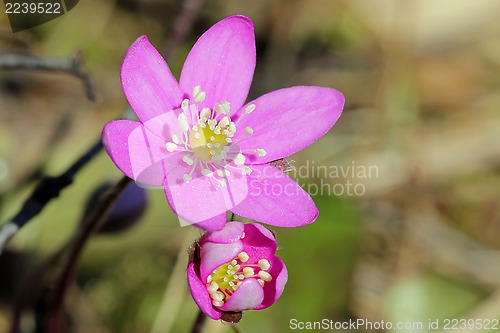 Image of Red Hepatica or Noble Liverwort Flowers