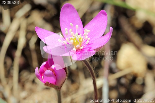 Image of Red Hepatica or Noble Liverwort Flowers