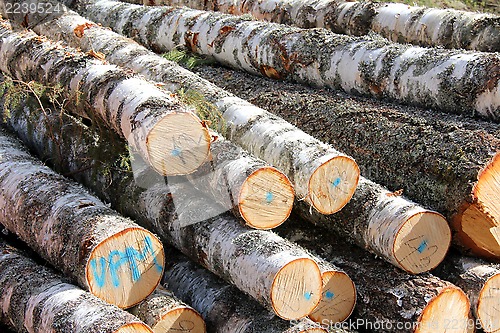 Image of Birch Logs Detail