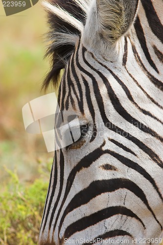 Image of zebra close up eye and ear