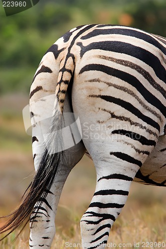 Image of zebra backside