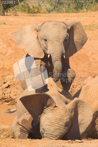 Image of young elephant dominance