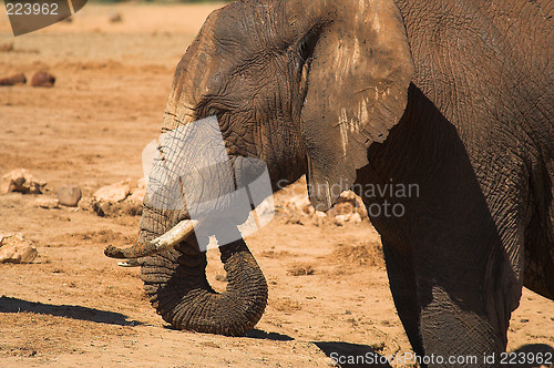 Image of ellie resting trunk