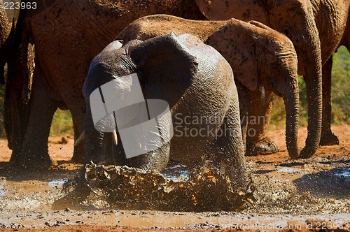 Image of baby elephant playing