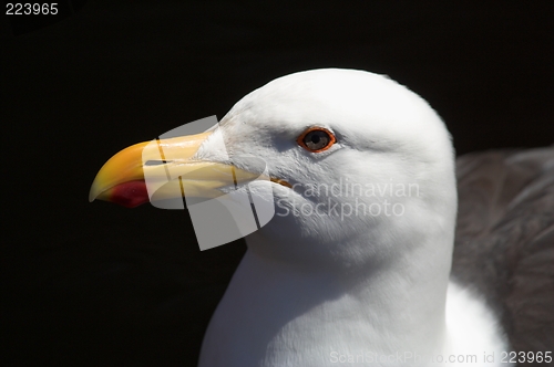 Image of sea gull close up