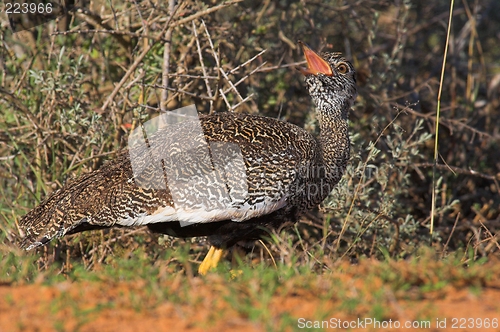 Image of open mouth bird