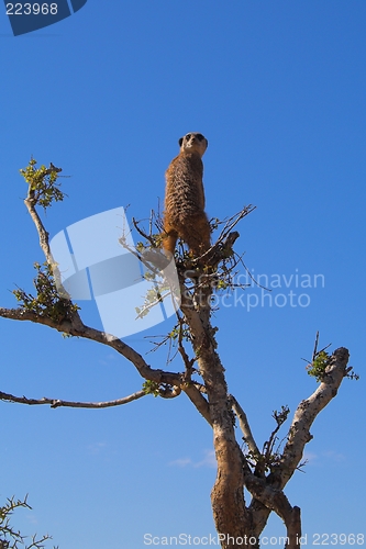 Image of Meerkat Scout